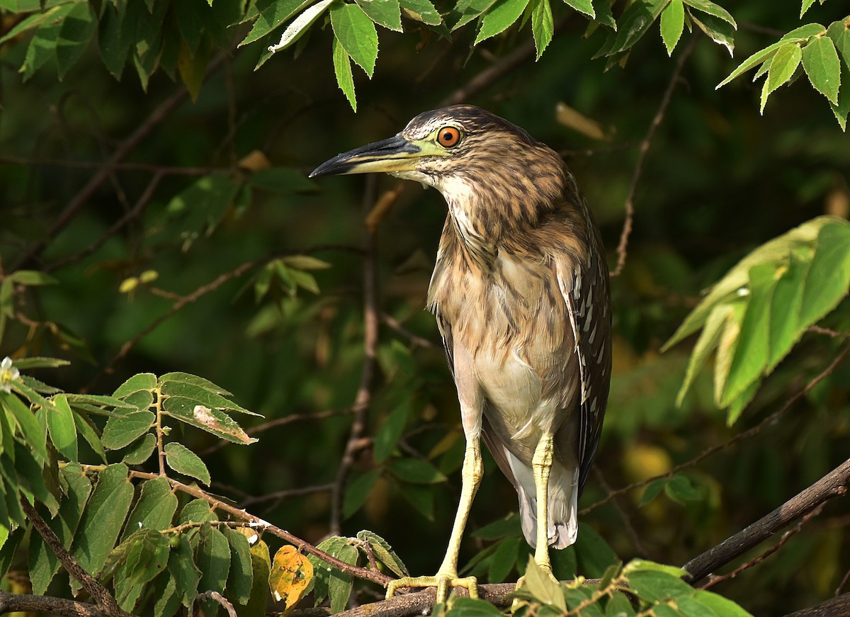 Black-crowned Night Heron - ML282475991