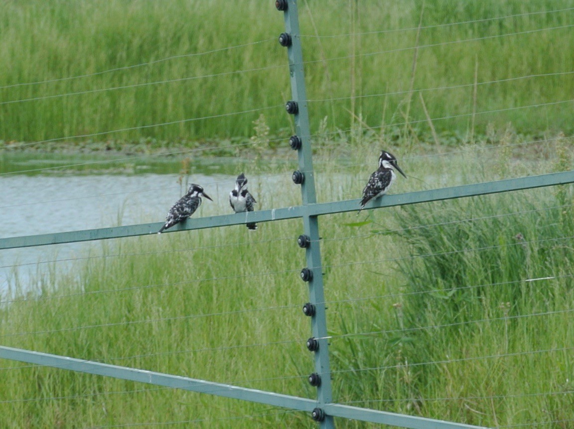 Pied Kingfisher - ML282476051