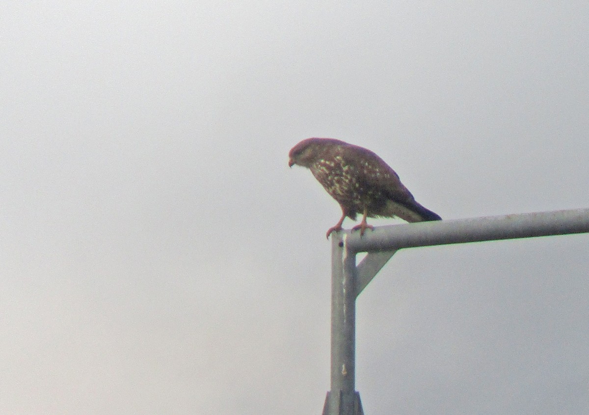 Ойн сар - ML282476361