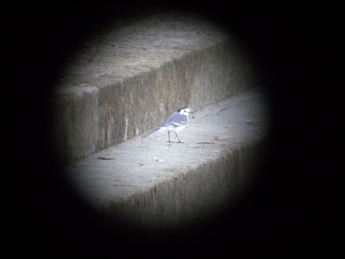 White Wagtail - ML282476471