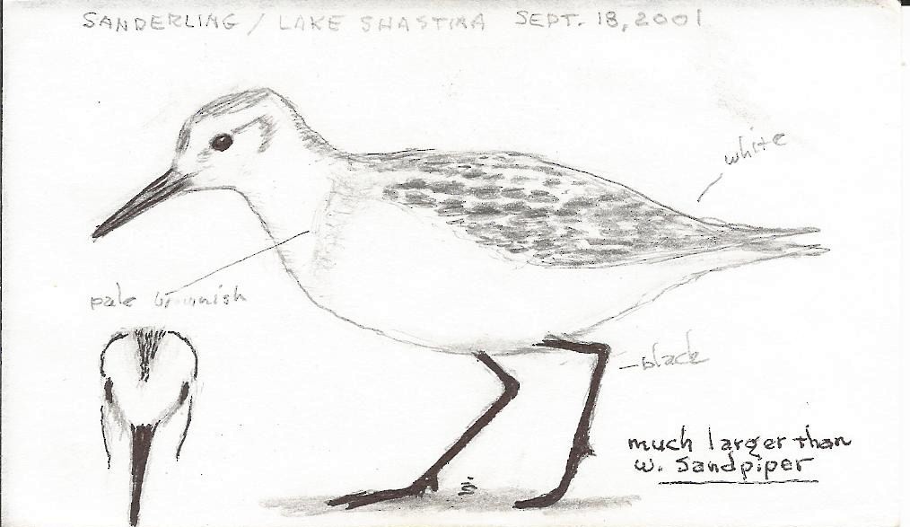 Sanderling - ML282477791