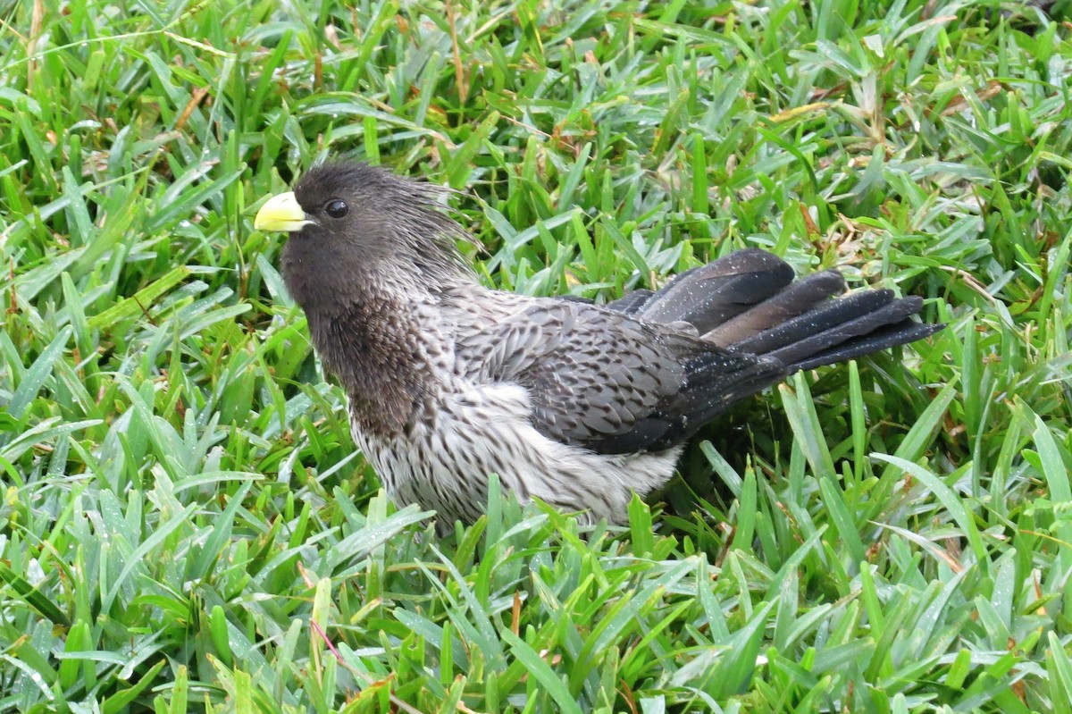 Western Plantain-eater - ML282478521