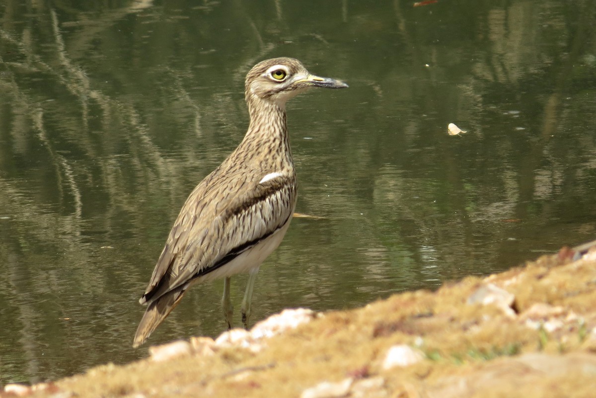 Senegal Thick-knee - ML282478591