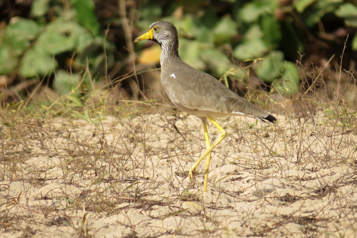 Wattled Lapwing - ML282478661