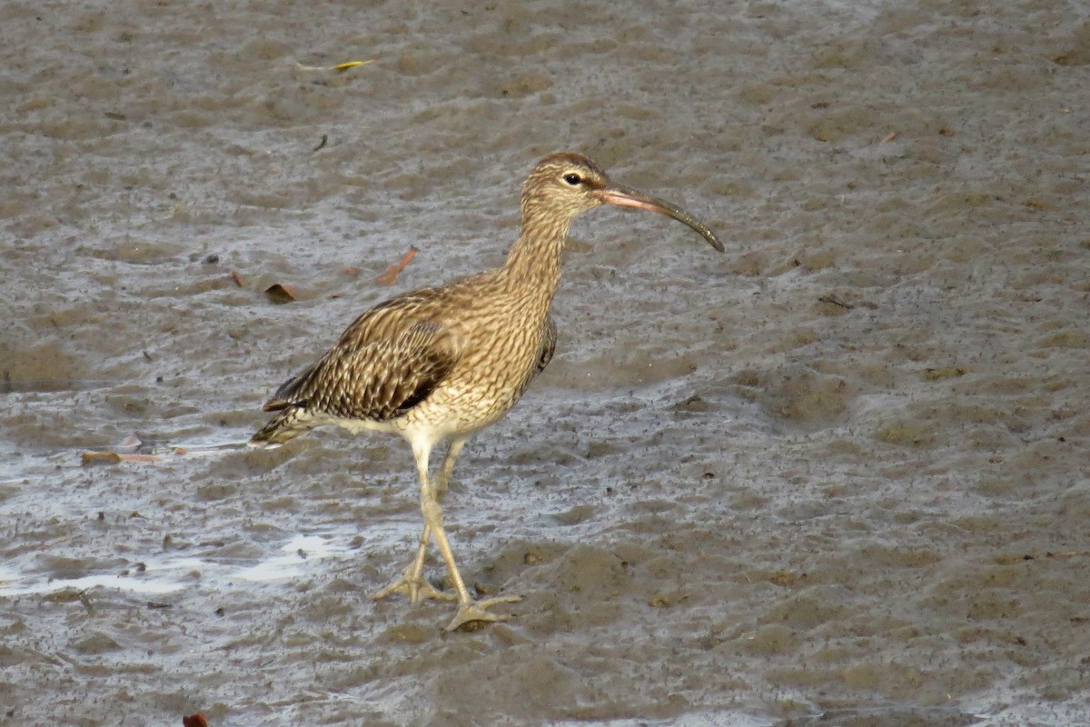 Regenbrachvogel - ML282478861