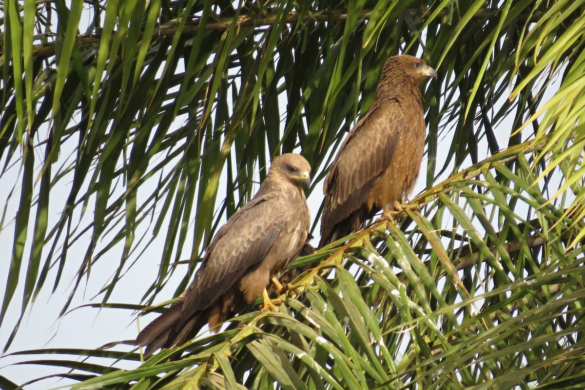 Black Kite - ML282479601