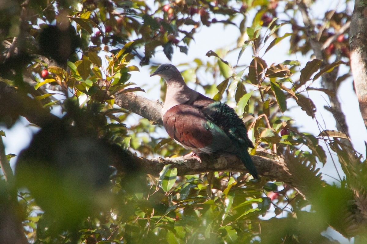 Zoe's Imperial-Pigeon - ML282479611