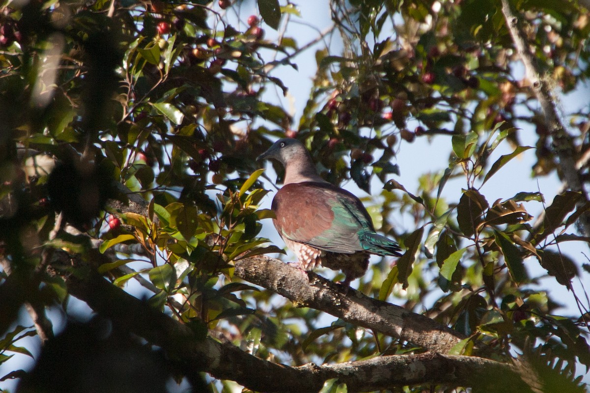 Zoe's Imperial-Pigeon - ML282479641