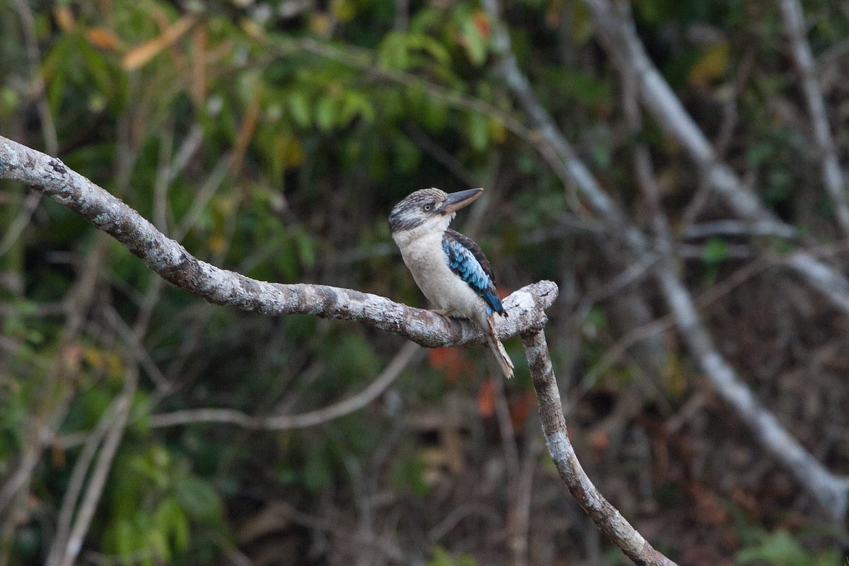 Blue-winged Kookaburra - ML282479831