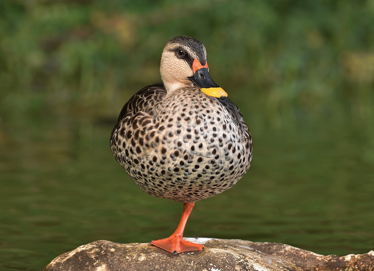 Indian Spot-billed Duck - ML282480381