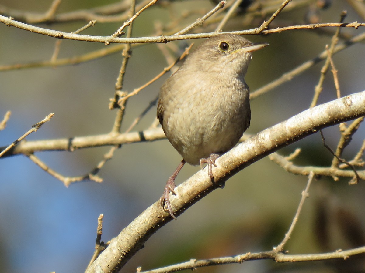 Northern House Wren - ML282480701