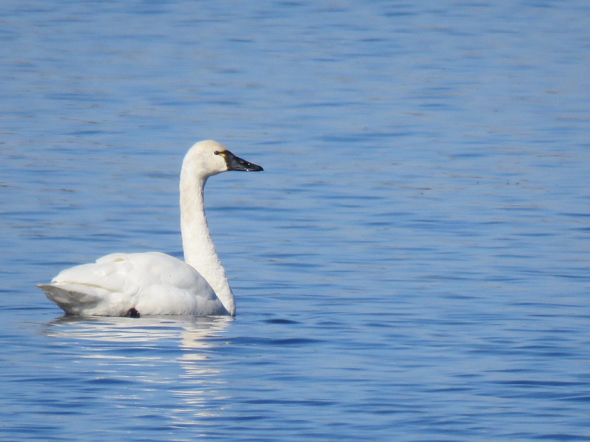 Tundra Swan - ML282480921