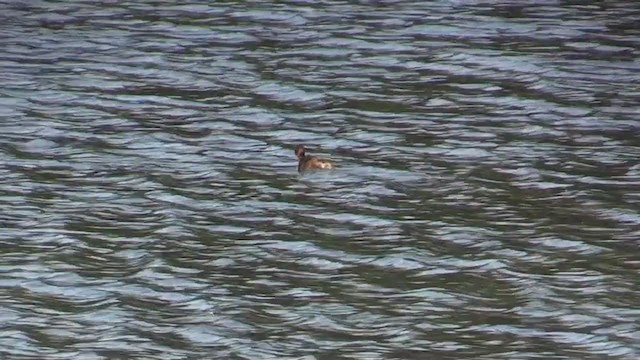 カイツブリ（ruficollis グループ） - ML282482881