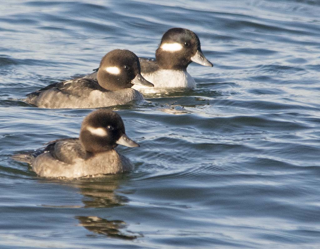 Bufflehead - Hugh Vandervoort