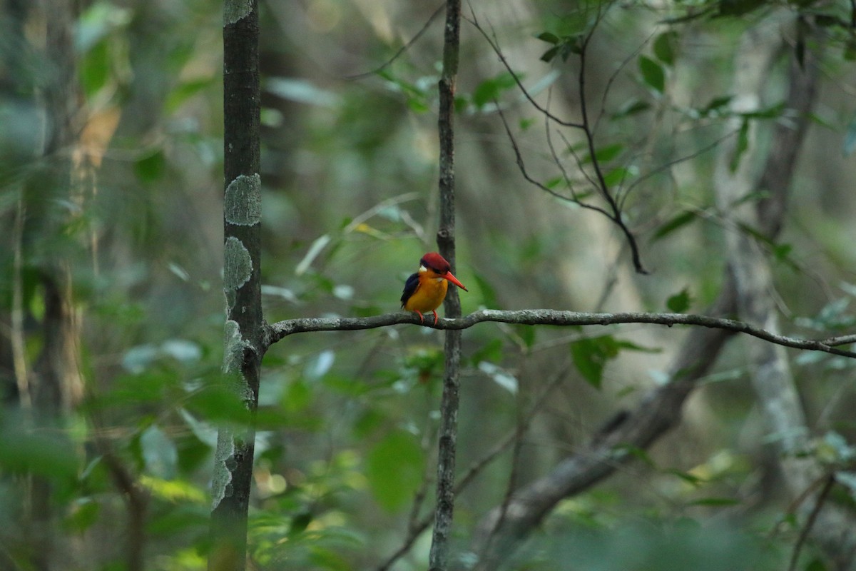 Black-backed Dwarf-Kingfisher - ML282486111