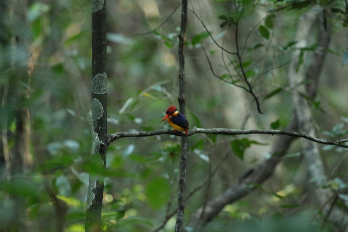 Black-backed Dwarf-Kingfisher - Aravind Ramesh