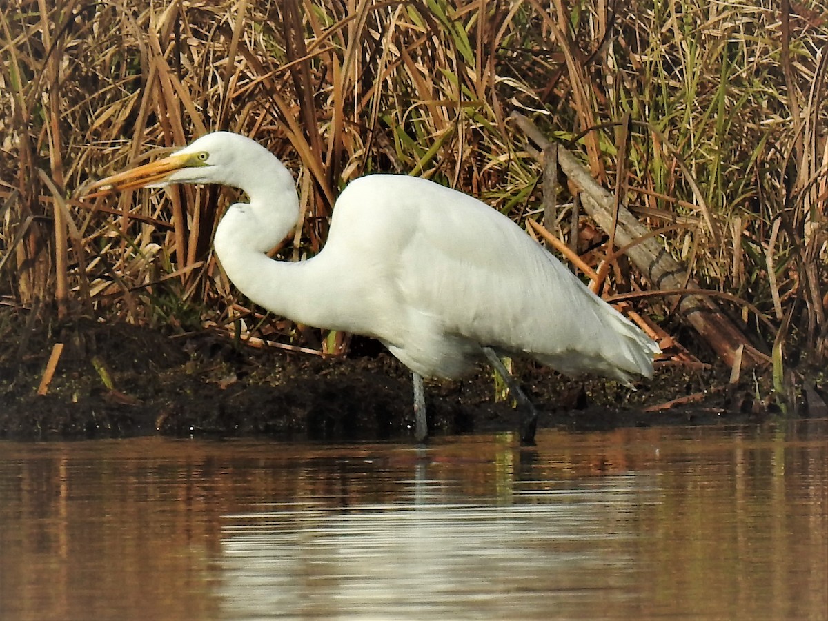 Great Egret - Jay Wriedt