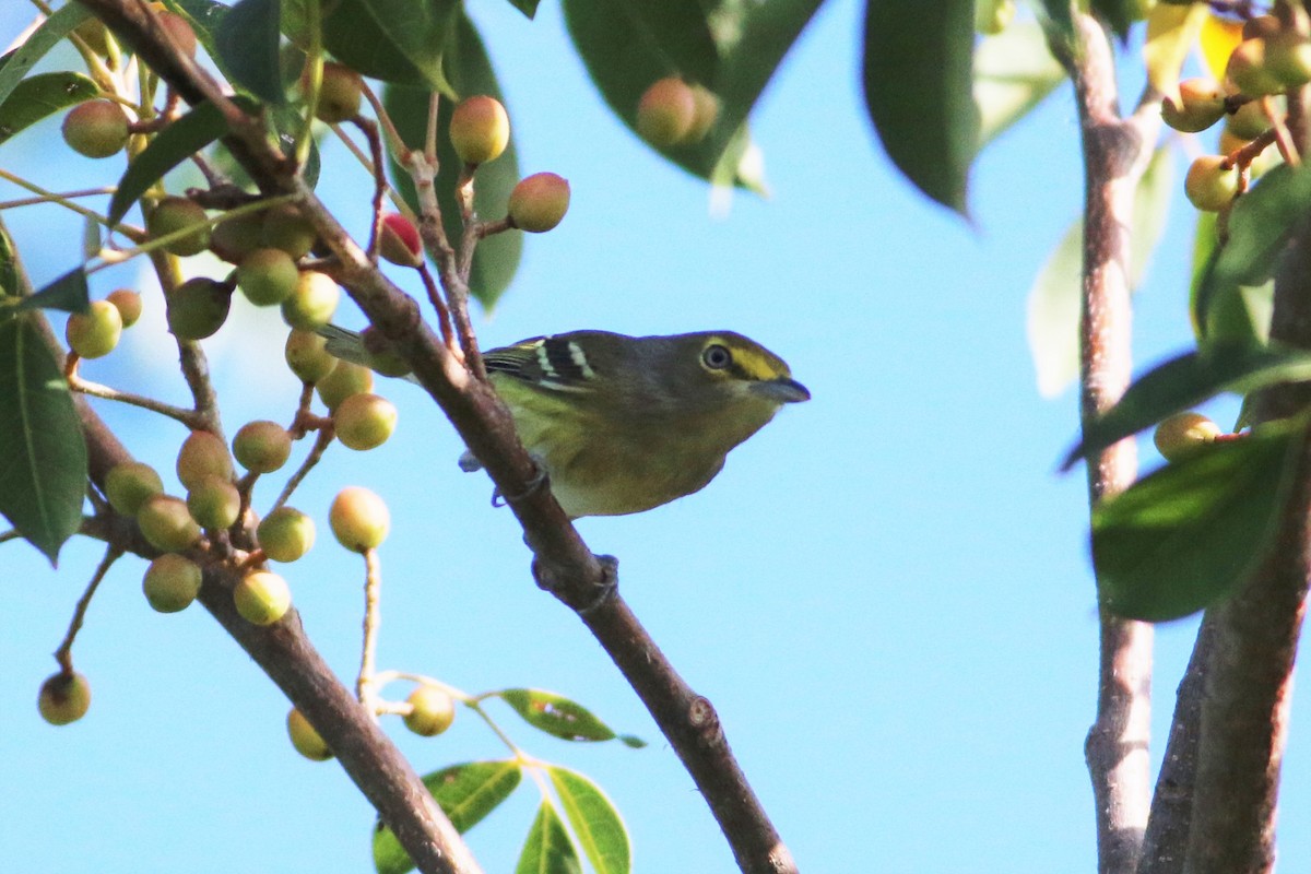 White-eyed Vireo - Wyatt Egelhoff