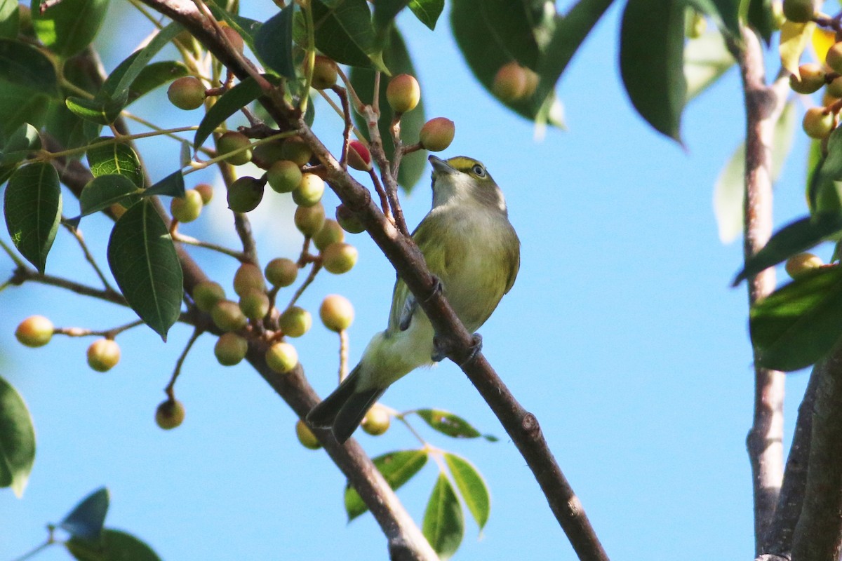 Ak Gözlü Vireo - ML282486381