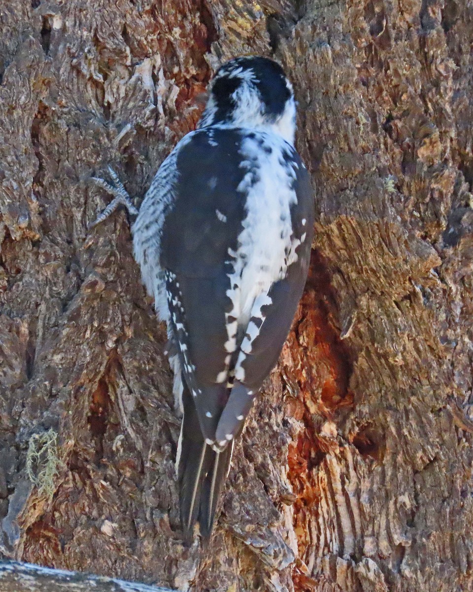 American Three-toed Woodpecker - ML282486521