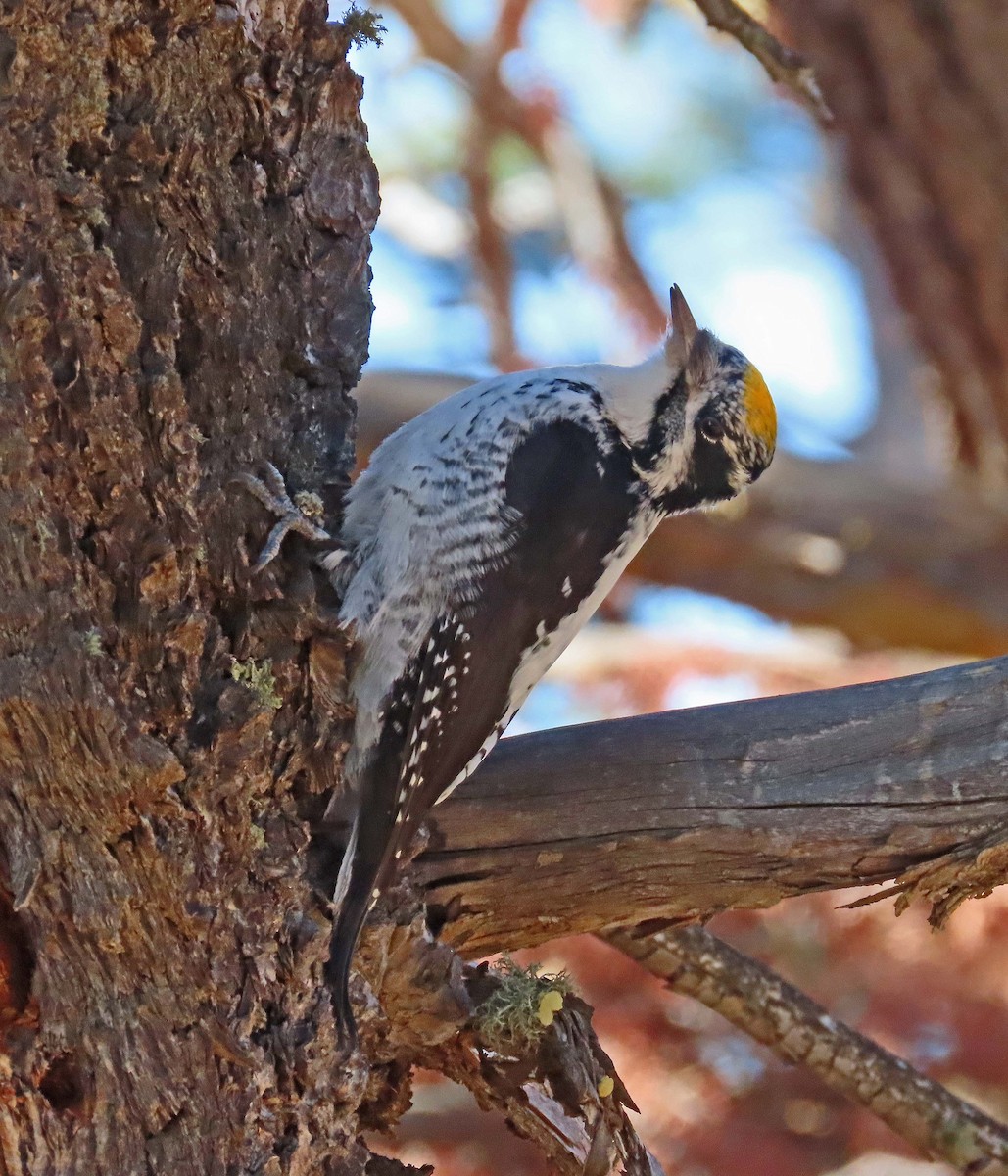 American Three-toed Woodpecker - ML282486531