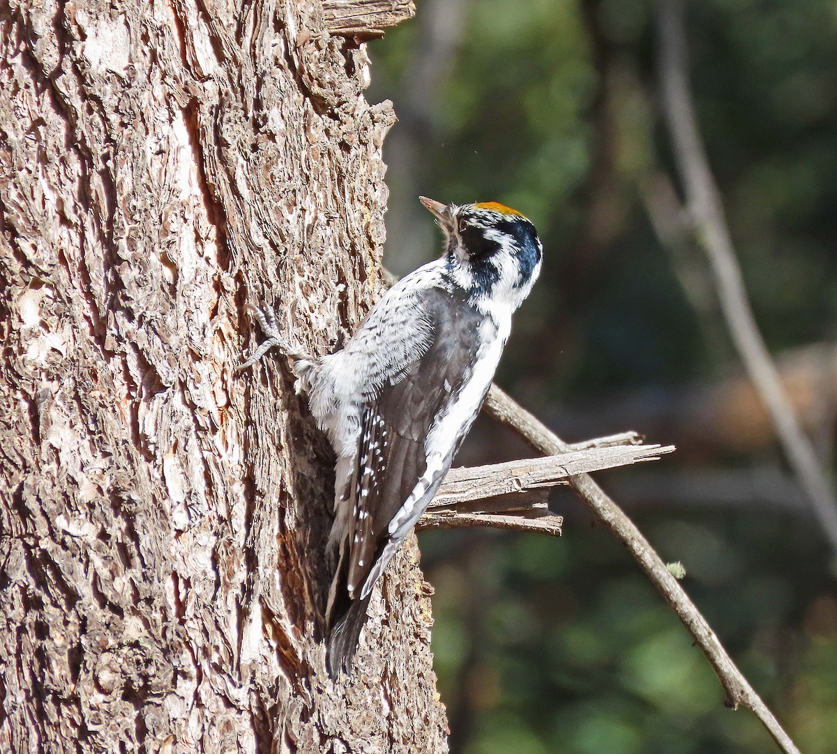 American Three-toed Woodpecker - ML282486541