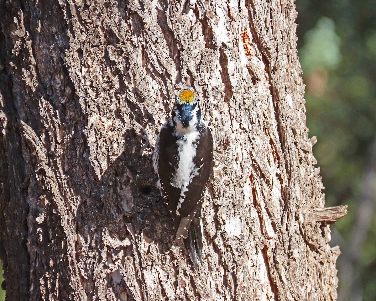 American Three-toed Woodpecker - ML282486551