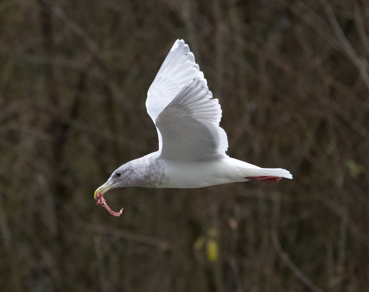 Glaucous-winged Gull - ML282487781