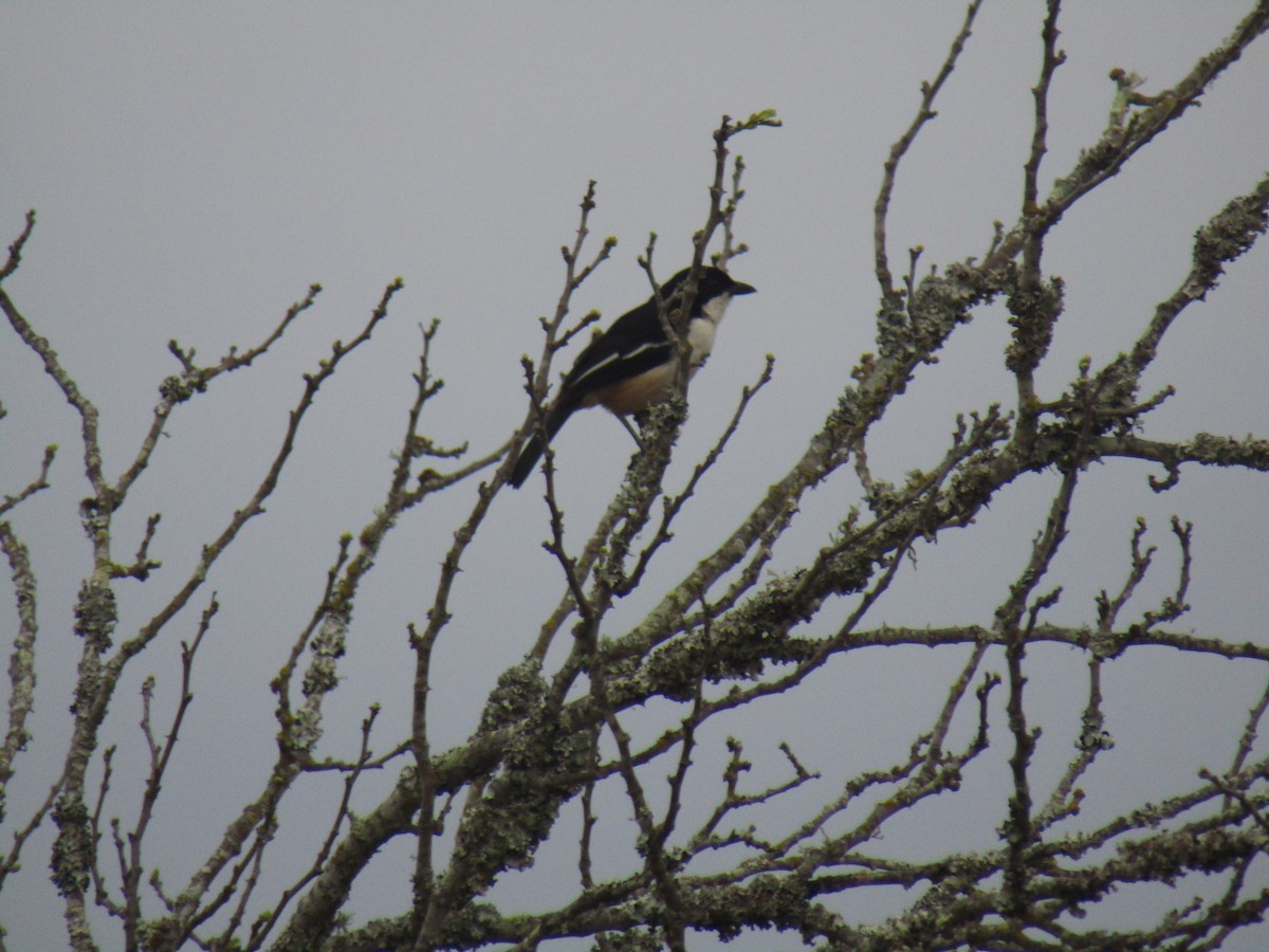 Southern Boubou - ML282487891