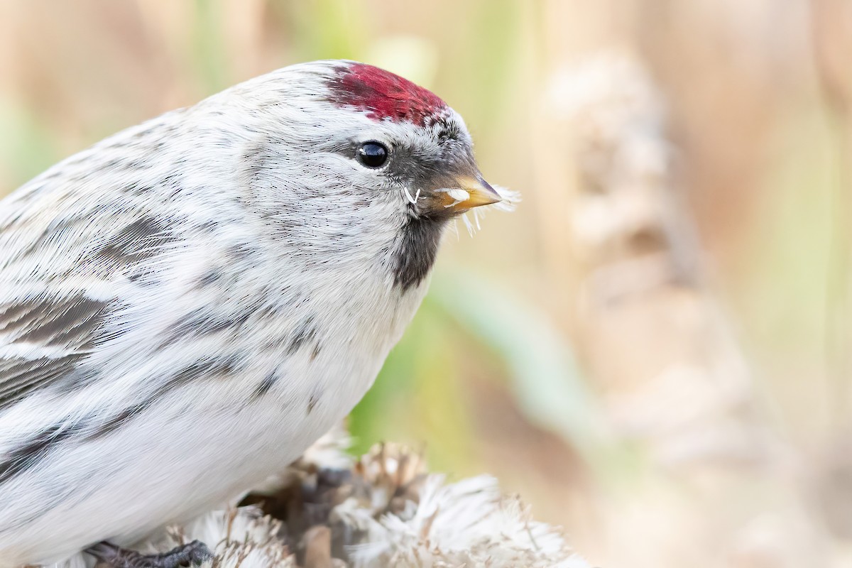 Redpoll (Hoary) - Sam Zhang