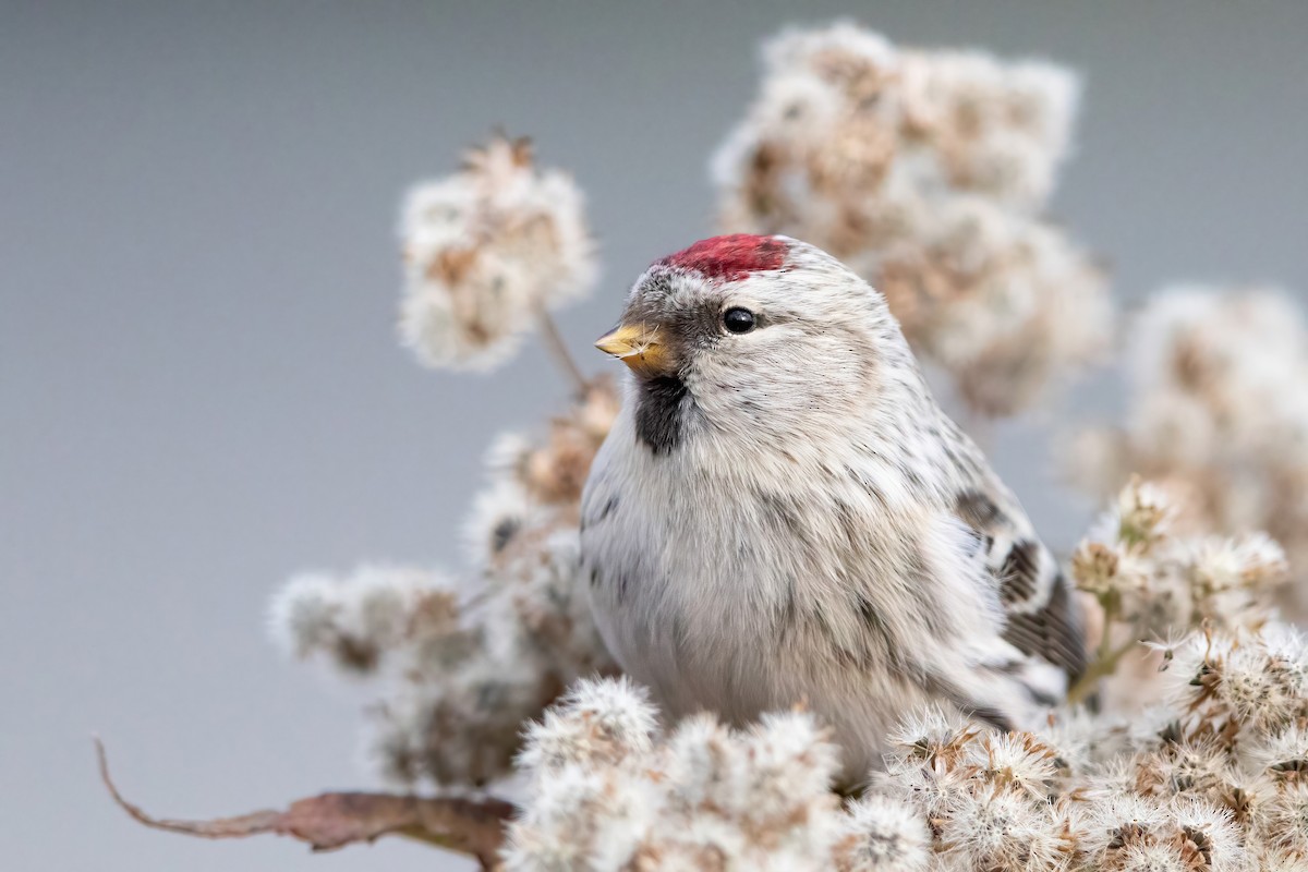 Redpoll (Hoary) - Sam Zhang