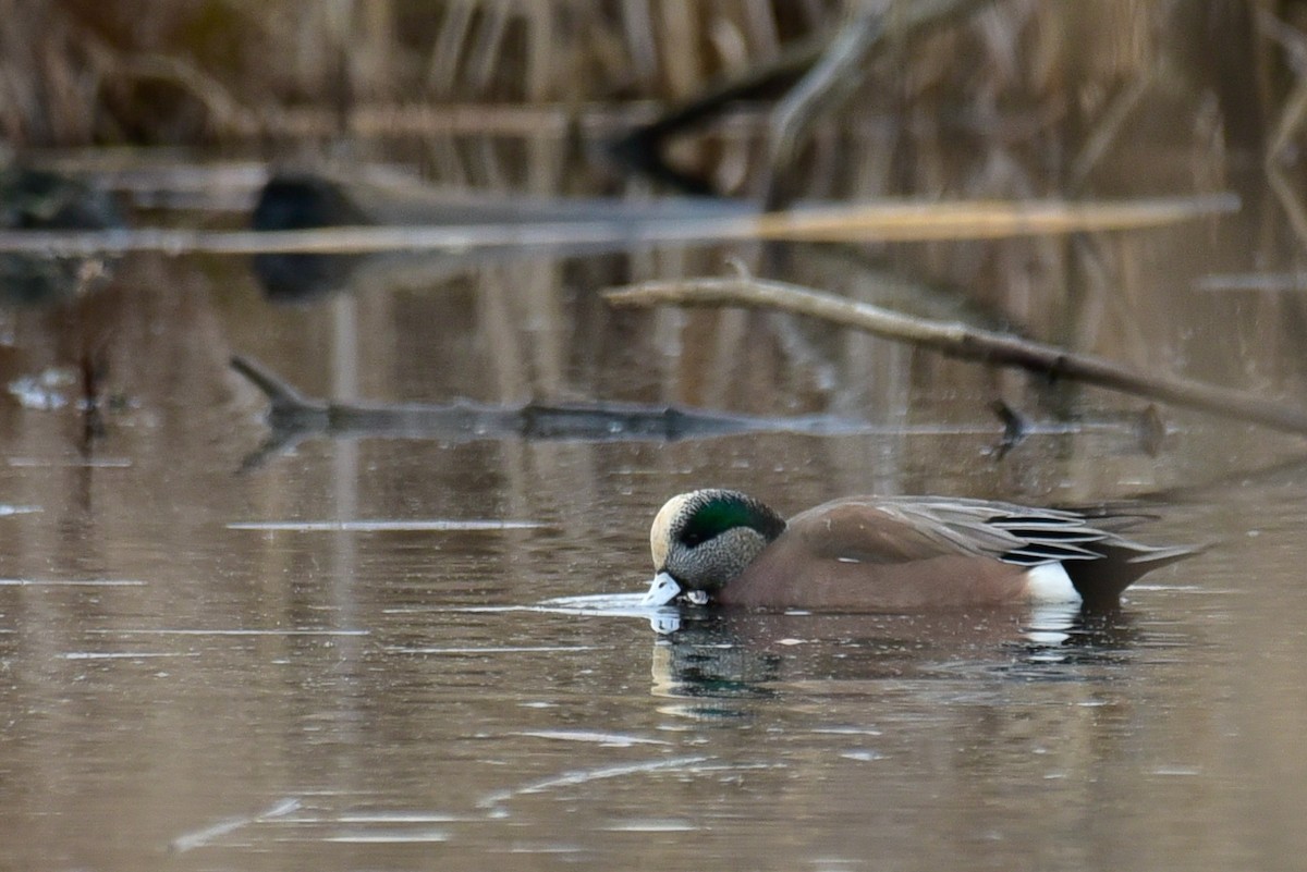 American Wigeon - ML282488511