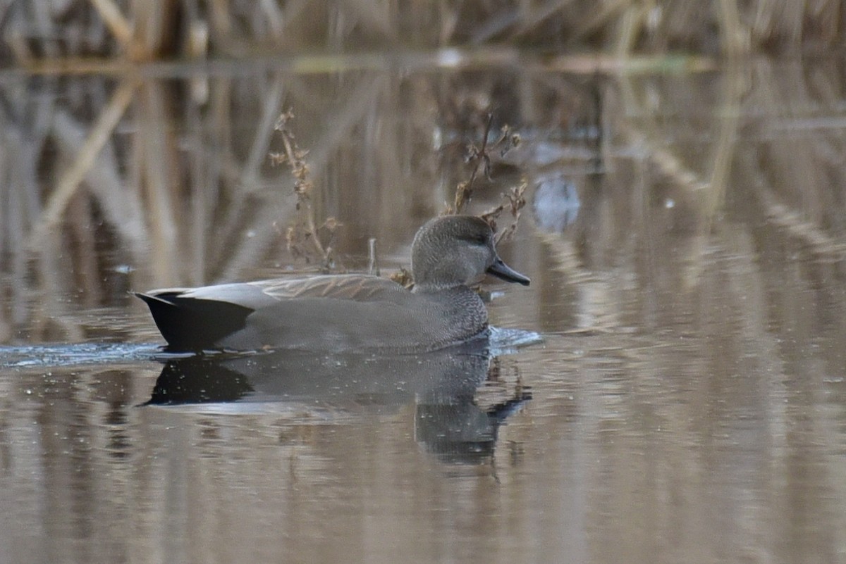 Gadwall - ML282488921