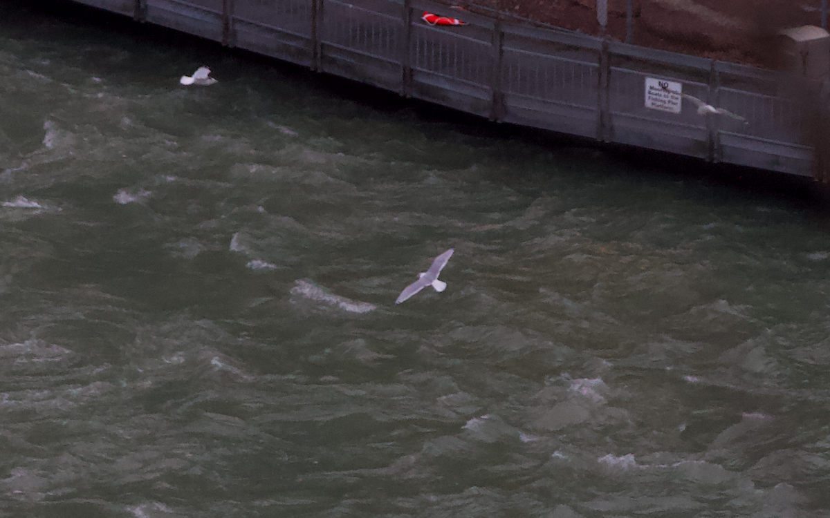 Iceland Gull - ML282489901