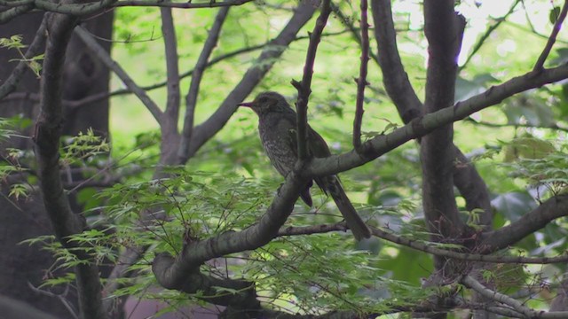 Brown-eared Bulbul - ML282490801