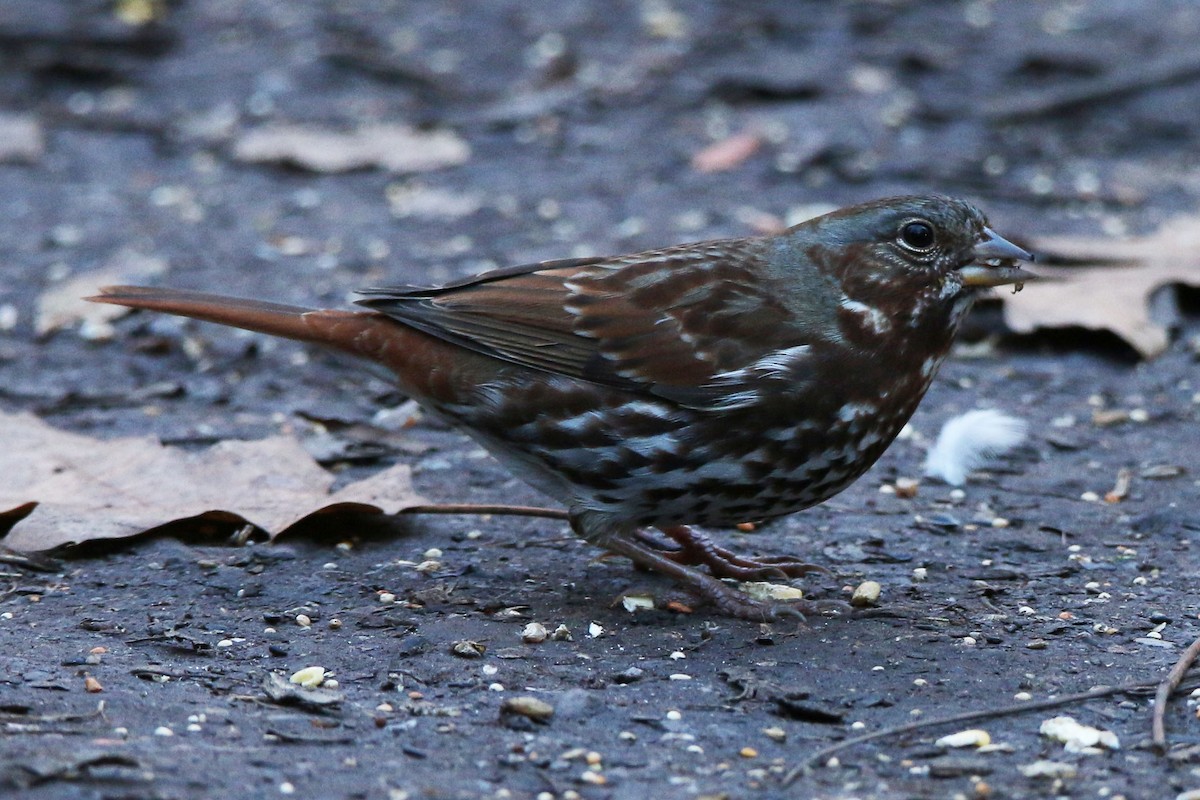 Fox Sparrow - ML282491921