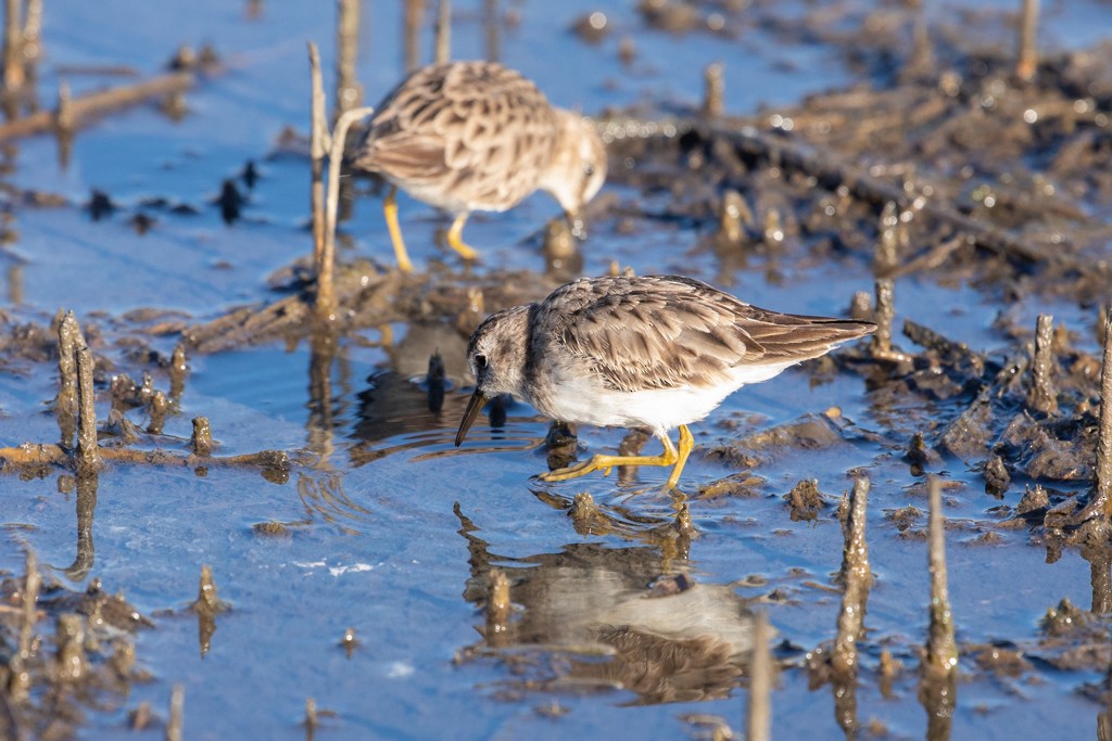 Least Sandpiper - Linda Burek