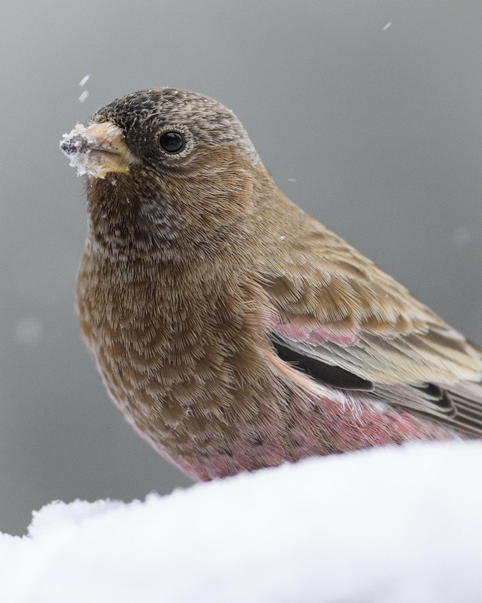 Brown-capped Rosy-Finch - ML282492661