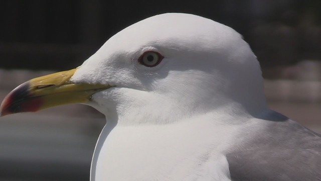 Хар сүүлт цахлай - ML282493651