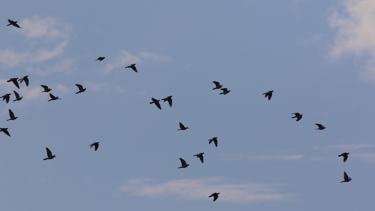 Common Wood-Pigeon - ML282493761