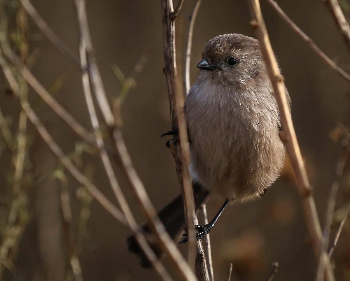 Bushtit - ML282494721