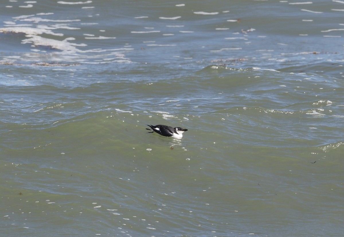 Razorbill - ML282496931