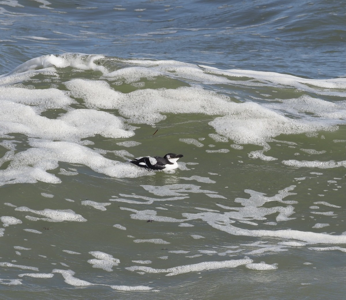 Razorbill - ML282496941