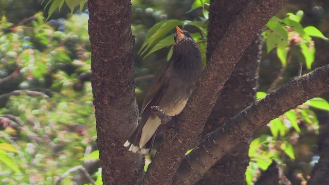 White-cheeked Starling - ML282497101