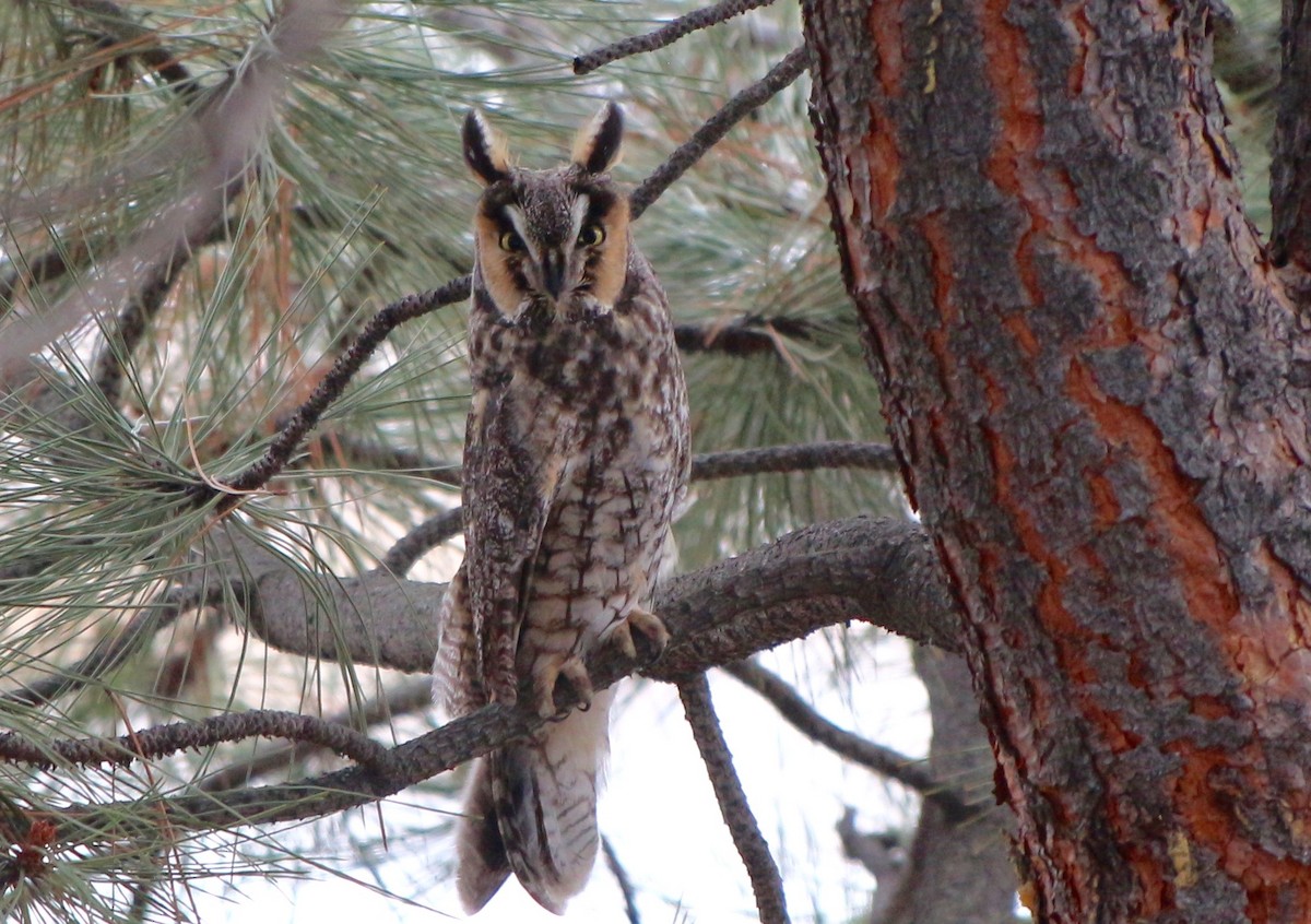 Long-eared Owl - ML282497131