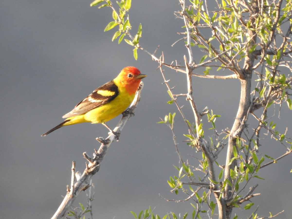 Western Tanager - ML28249741