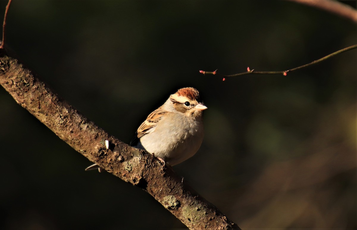 Chipping Sparrow - ML282497531