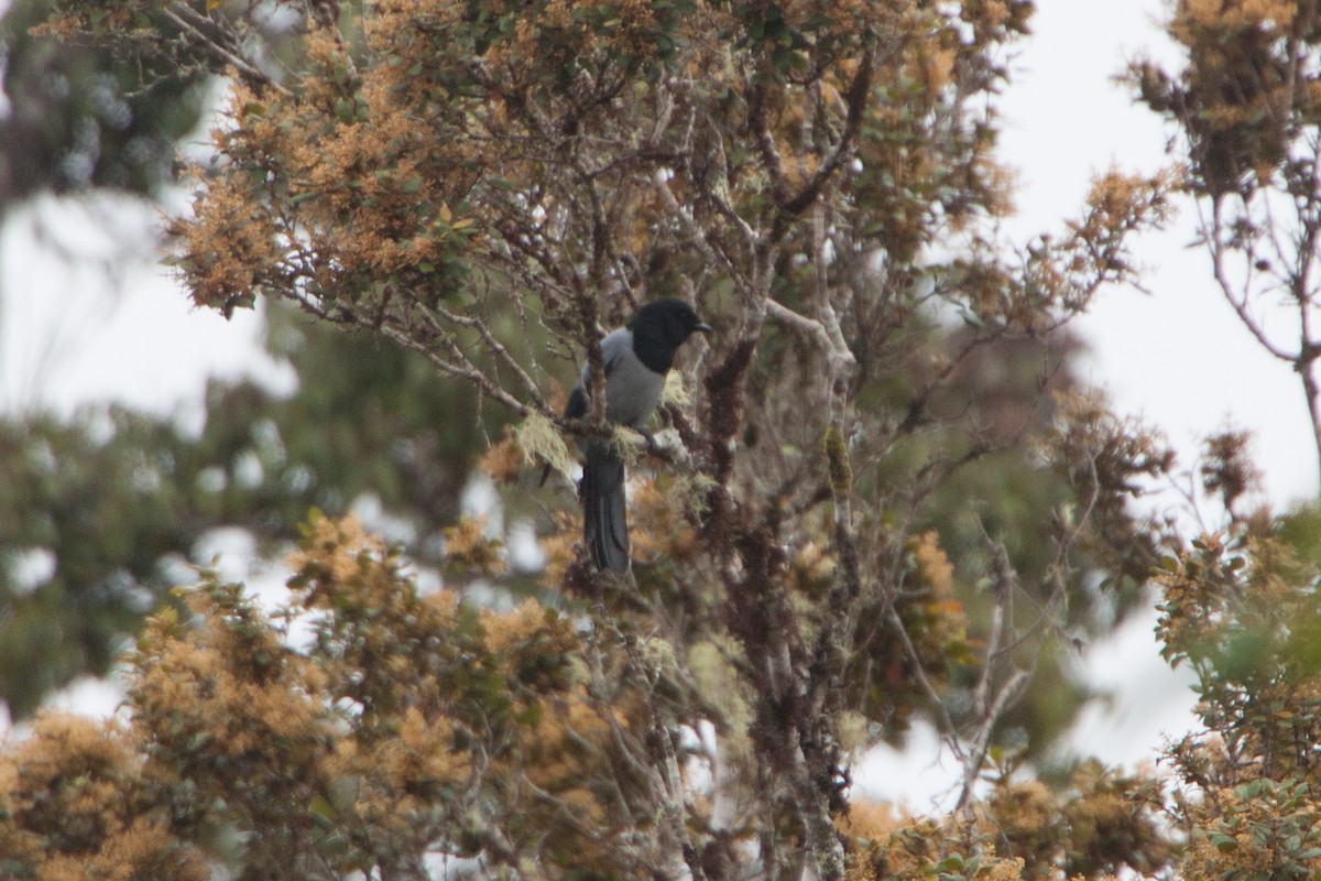 Hooded Cuckooshrike - ML282498511