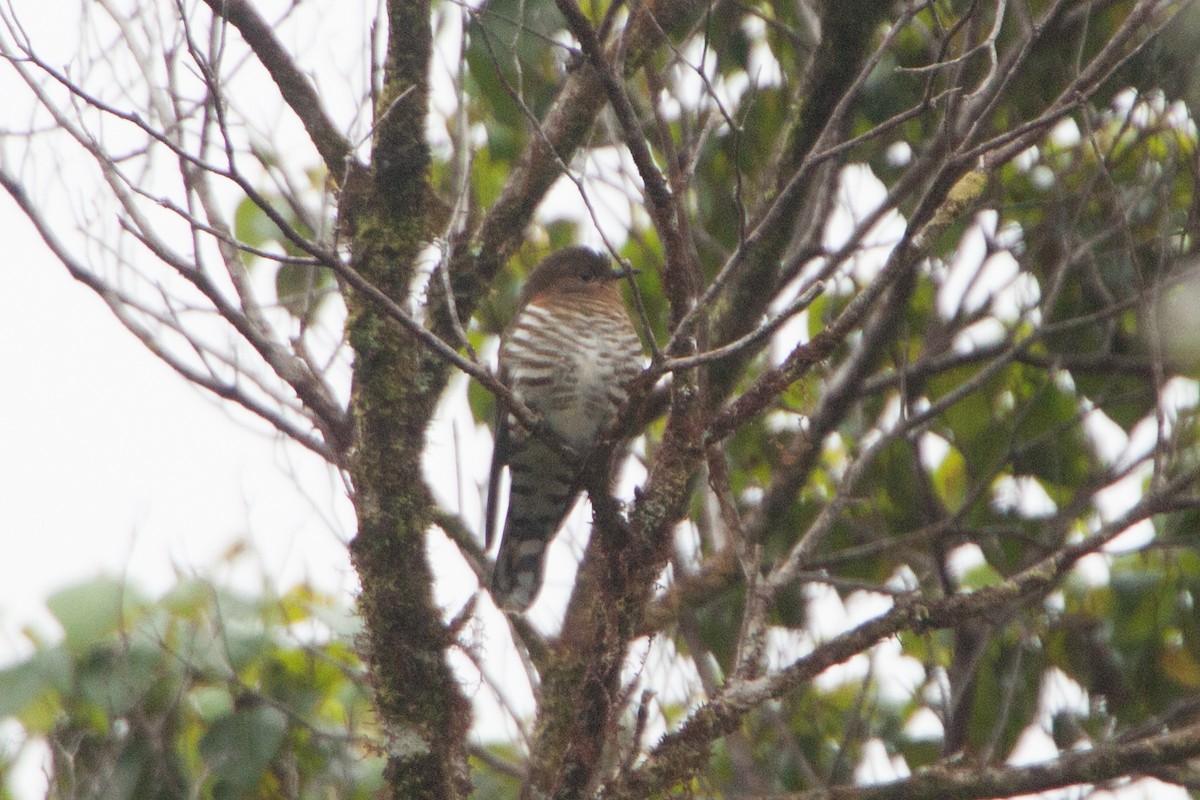 Rufous-throated Bronze-Cuckoo - Simon Colenutt