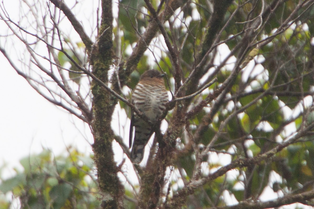 Rufous-throated Bronze-Cuckoo - ML282498681